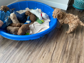A litter of almost 4 week old apricot cockapoo puppies enjoying morning playtime while their older sister (12 week old female cockapoo puppy) oversees their shenanigans. They are all being lovingly raised by Chesley Hill Cockapoos a family breeder of Cockapoo puppies just north of Massachusetts.