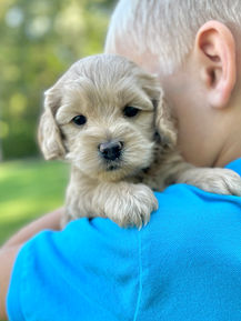 Adorable female F1 Cockapoo puppy lovingly held by a little boy outdoors in NH on a lovely fall day. The pup is being raised by Chesley Hill Cokapoos, New England's premier Cockapoo breeder raising Cockapoo puppies for families in Connecticut, Rhode Island, New York, Maine, New Hampshire, Vermont, Maine, New Jersey, Washington DC, Maryland, all of New England and the East Coast.