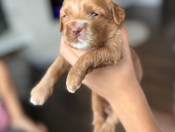 2 week old F1 Cockapoo puppy lovingly raised by Chesley Hill Cockapoos Massachusett's premier Cockapoo breeder with Cockapoo puppies for sale to families in MA, ME, VT, NH, NY, CT, NYC, RI, PA, Washington DC, MD, all of New England and the East Coast.