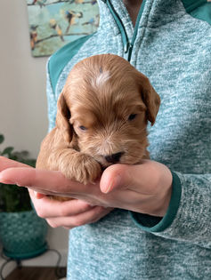 3 week old apricot with white markings male cockapoo puppy being held by a young boy wearing a green fleece for the pups photo shoot at Chesley Hill Cockapoos, a boutique family breeder located in NH providing happy and healthy Cockapoo puppies to loving families in Boston Massachusetts, all of New England and the East Coast.