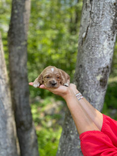 Handsome apricot with white markings Cockapoo puppy enjoying the sunshine during his outdoor photo shoot at Chesley Hill Cockapoos, a family breeder of Cockapoo puppies located in New England, providing happy and healthy Cockapoo puppies to loving families in Boston, MA, New York City, NY, VT, CT, RI, NH, ME all of New England and the East Coast.