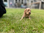 Cockapoo puppies enjoying a mild summer day outside in NH, learning and exploring with new toys, sights, sounds, smells, while being lovingly raised by Chesley Hill Cockapoos New England Cockapoo breeder providing healthy and confident Cockapoo puppies to families in Boston, Providence, Hartford, Trenton, New York City, Portland, Portsmouth, Washington D.C, all of New England and the East Coast.
