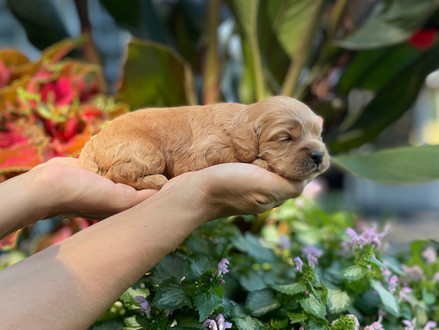Male Cockapoo puppy lovingly held for his 2 week photo shoot at Chesley Hill Cockapoos, New England Cockapoo breeder providing happy and healthy Cockapoo puppies to families in Boston, Massachusetts, NYC, CT, RI, NH, VT, MD, all of New England and the East Coast.