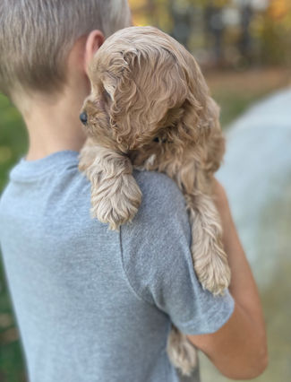 Adorable Cockapoo puppy in the arms of a young boy for the pups final photo shoot at Chesley Hill Cockapoos, New England breeder of Cockapoo puppies for families in Massachusetts, Boston, Cape Cod, New York, Manhattan, Brooklyn, New Jersey, Newark, Connecticut, Hartford, Bridgeport, New Hampshire, Portsmouth, Vermont, Maine, Philadelphia, Washington DC, Maryland, all of New England and the East Coast.
