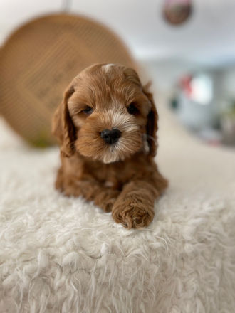 Handsome 8 week old apricot with white markings male Cockapoo puppy posing for the camera during his last photo shoot at Chesley Hill Cockapoos, a family breeder of Cockapoo puppies just north of Massachusetts, providing happy and healthy Cockapoo puppies to loving families all throughout New England and the East Coast.