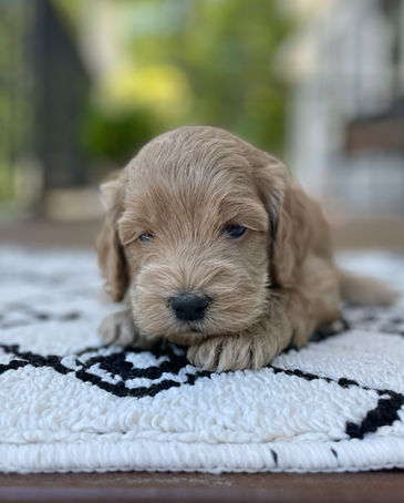Handsome 4 week old apricot male Cockapoo puppy posed outside on a beautiful sunny day with summer greens as the backdrop.  He is being lovingly raised by Chesley Hill Cockapoos a family breeder of Cockapoo puppies in NH, just north of Boston.  We provide happy and healthy Cockapoo puppies to loving families in Boston, MA, NH, ME, VT, CT, RI, MD, all fo New England and the East Coast.