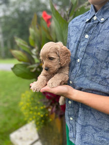 Handsome light apricot 6 week old male Cockapoo puppy lovingly held by a young blonde boy during their outdoor photo shoot at Chesley Hill Cockapoos, family Cockapoo breeder located just north of Boston. Chesley Hill Cockapoos is New England's premier family breeder of Cockapoo puppies in NH and helping families throughout NYC, NJ, RI, CT, MD, DC, FL, ME, MA, NY find their forever puppy.