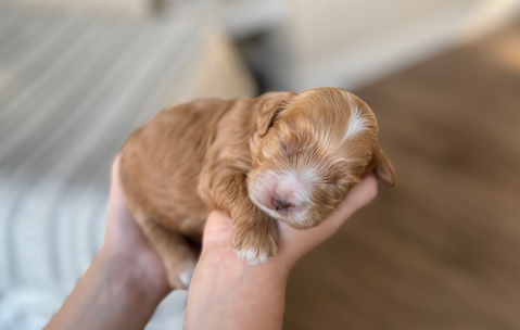 Apricot female Cockapoo puppy lovingly held in a boys hands for the pups first photo shoot at Chesley Hill Cockapoos, New England's premier Cockapoo breeder.   Chesley Hill Cockapoos raises Cockapoo puppies for families in Boston, Massachusetts, Hartford, Connecticut, New York City, Manhattan, Brooklyn, New York, Newport, Rhode Island, Newark, New Jersey,  New Hampshire, Maine, Vermont, Maryland, Washington DC, all of New England and the East Coast.