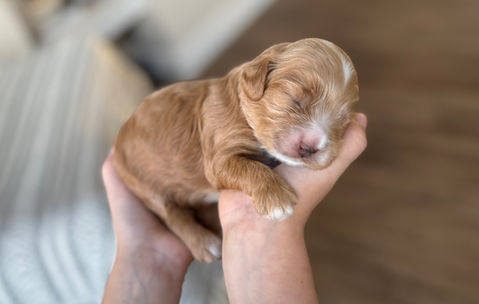 Apricot female Cockapoo puppy lovingly held in a boys hands for the pups first photo shoot at Chesley Hill Cockapoos, New England's premier Cockapoo breeder.   Chesley Hill Cockapoos raises Cockapoo puppies for families in Boston, Massachusetts, Hartford, Connecticut, New York City, Manhattan, Brooklyn, New York, Newport, Rhode Island, Newark, New Jersey,  New Hampshire, Maine, Vermont, Maryland, Washington DC, all of New England and the East Coast.