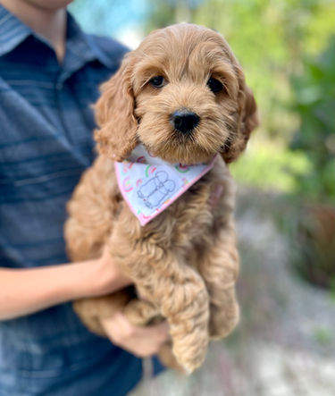 Female apricot Cockapoo puppy lovingly held during her last photo shoot at Chesley Hill Cockapoos, family breeder of Cockapoo puppies in NH, providing happy and healthy Cockapoo puppies to families in NH, MA, VT, RI, CT, NYC, NY, MD, NJ, ME, FL all of New England and the East Coast.