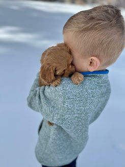 Beautiful apricot female F1b Cockapoo puppy lovingly held by a young boy for her 6 week photo shoot at Chesley Hill Cockapoos, New England Cockapoo breeder with Cockapoo puppies for sale to families in New York, Massachusetts, Connecticut, Rhode Island, New Jersey, Maine, New Hampshire, Vermont, Washington DC, Philadelphia, all of New England and the East Coast.
