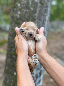 Light apricot female Cockapoo puppy lovingly held in the hands of the Chesley Hill Cockapoos family, for the pups 2 week photo shoot posed before moss covered trees and granite stone wall.  She is being raised by Chesley Hill Cockapoos in NH, a family breeder of Cockapoo puppies just north of Boston, Massachusetts.
