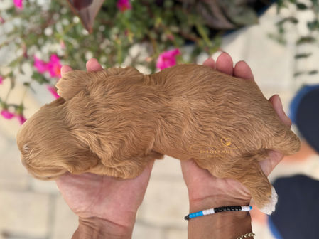 Apricot female Cockapoo puppy Liberty, lovingly raised by Chesley Hill Cockapoos, a premier Florida breeder.