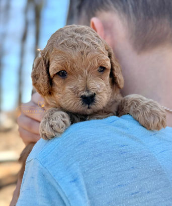 F1b Cockapoo puppy lovingly raised by Chesley Hill Cockapoos Massachusetts premier Cockapoo breeder with Cockapoo puppies for sale to families in MA, NH, NY, CT, MD, VA, NC, SC, GA, FL, CA, TX, OR, WA, UT all of New England and East Coast to West Coast