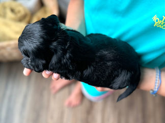 Handsome black with white male F1 Cockapoo puppy lovingly held by a young boy for the pups 2 week photo shoot at Chesley Hill Cockapoos NH Cockapoo breeder with Cockapoo puppies for sale to loving families in NH, Boston, Cape Cod, MA, Hartford, CT, Manhattan, Brooklyn, New York City, NY, Newport, RI, NJ, MD, Washington DC, Philadelphia, PA all of New England and the East Coast.