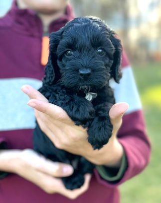 Beautiful black with white F1 Cockapoo puppy for sale from Chesley Hill Cockapoos New York City's premier Cockapoo breeder with Cockapoo puppies for sale to families in NH, ME, VT, CT, RI, NJ, NYC, NY, MA, Cape Cod, Boston, Philadelphia, PA, Washington DC, MD all of New England and the East Coast.