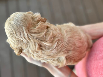 Adorable 4 week old F1 Cockapoo puppy enjoying his outdoor photo shoot on a mild New England day while being raised by Chesley Hill Cockapoos, NH Cockapoo breeder with puppies for sale to families in NH, VT, ME, Newport, RI, Hartford, CT, Boston, Cape Cod, MA, MD, Brooklyn, Manhatttan, New York City, NY, PA, Washington DC, all of New England and the East Coast.