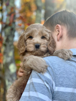 Adorable Cockapoo puppy in the arms of a young boy for the pups final photo shoot at Chesley Hill Cockapoos, New England breeder of Cockapoo puppies for families in Massachusetts, Boston, Cape Cod, New York, Manhattan, Brooklyn, New Jersey, Newark, Connecticut, Hartford, Bridgeport, New Hampshire, Portsmouth, Vermont, Maine, Philadelphia, Washington DC, Maryland, all of New England and the East Coast.