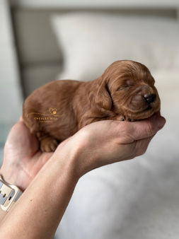 F1b Cockapoo puppy lovingly raised in NH by Chesley Hill Cockapoos Cockapo breeders Florida Cockapoo breeders Connecticut with Cockapoo puppies for sale to families in NH, MA, NY, CT, TX, FL, NC, SC, ME, CA, OR, UT, WA, MD, VA, GA, all of New England and East Coast to West Coast