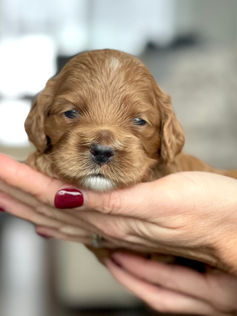 3 week old apricot with white markings female cockapoo puppy being held lovingly by a member of the CHC family for the pups photo shoot at Chesley Hill Cockapoos, a boutique family breeder located in NH providing happy and healthy Cockapoo puppies to loving families in Boston Massachusetts, all of New England and the East Coast.