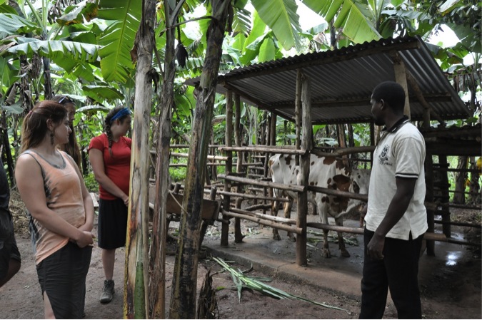 KCK Cattle Rearing Project