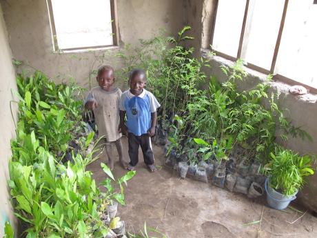 tree nursery