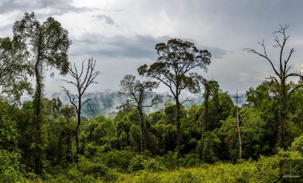 5. Covered: A misty day across the Eastern Forest Complex in Thailand.
