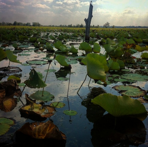 Lilly pads of Banteay Chhmar