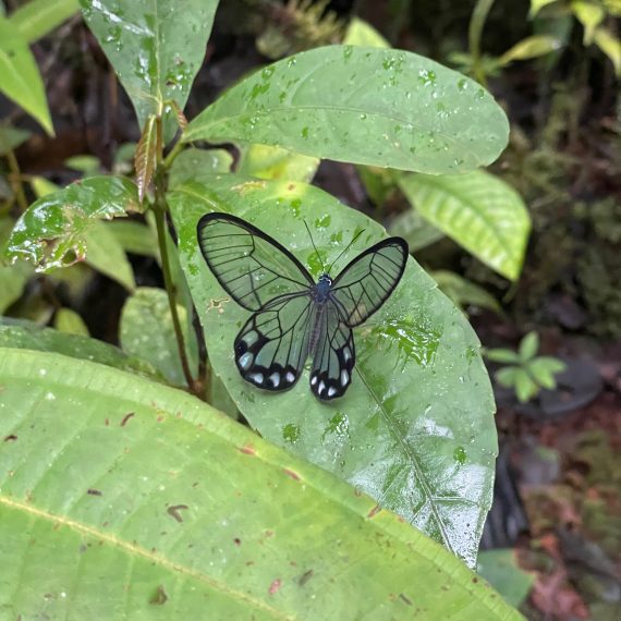 Peru Amazon Rainforest butterfly