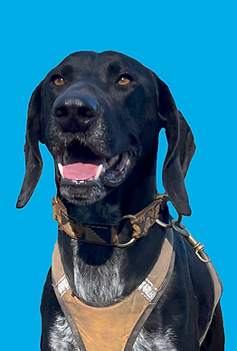 Wereldkampioenen sledehondenrennen