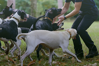 honden en baasjes_edited_edited.png