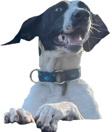 Een vrolijke hond die ergens naar uitkijkt