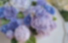 청보라 국화11a_edited_edited_edited_edited.jpg