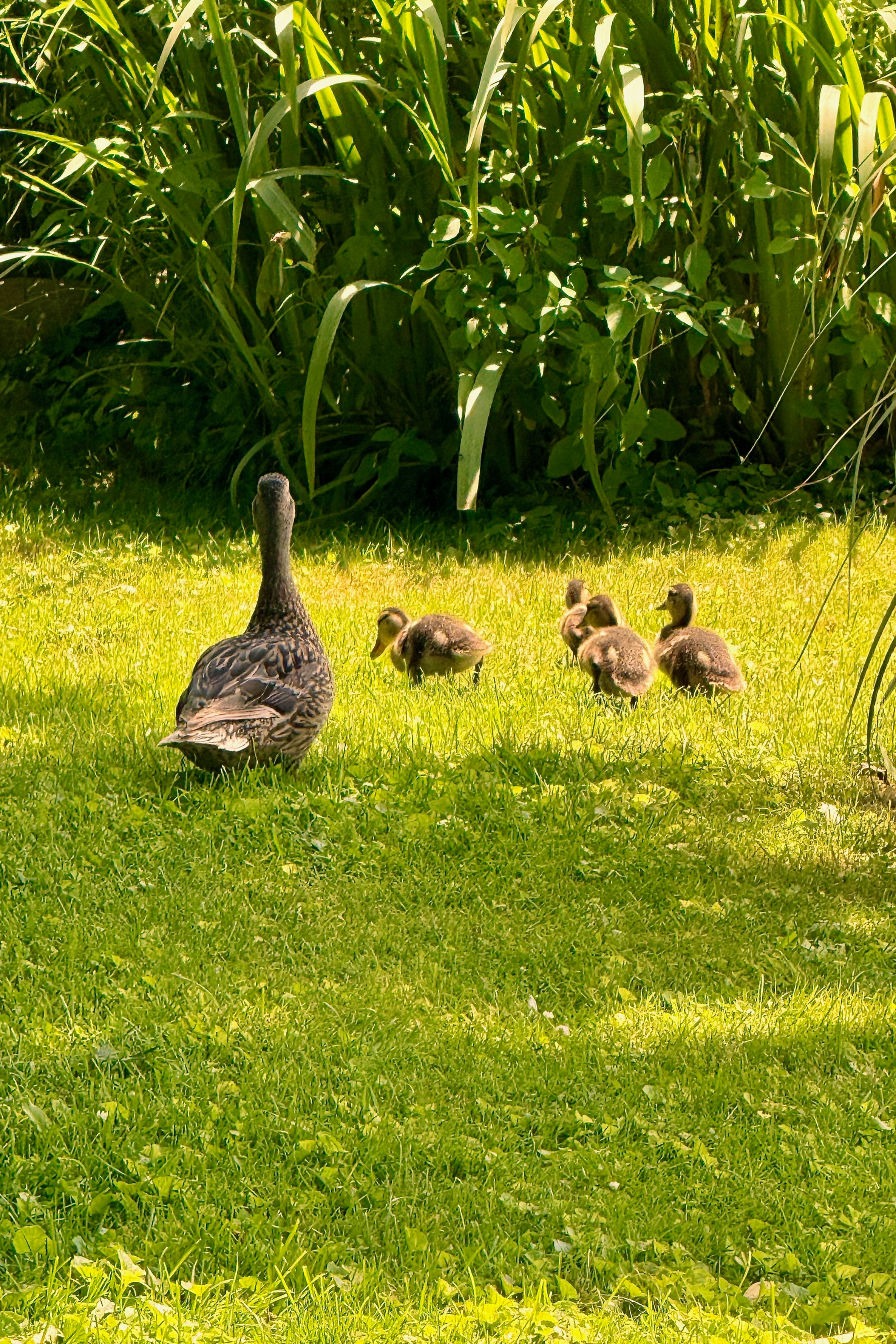 Mama Wrangling Her Ducklings