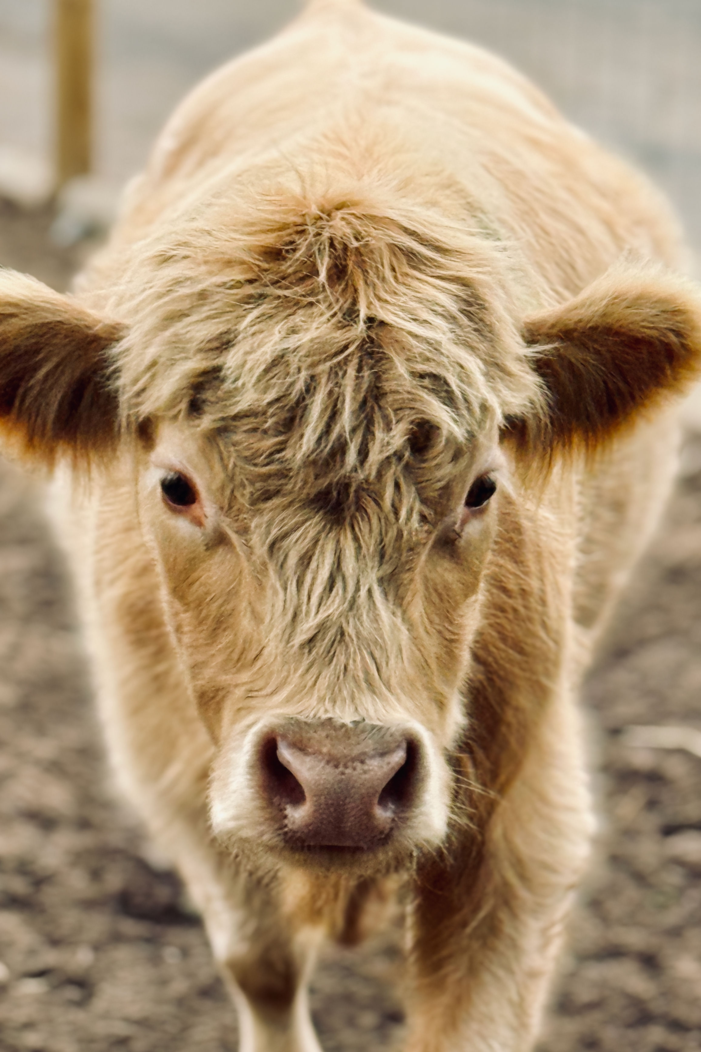 I'm So Adorable, Take My Picture!