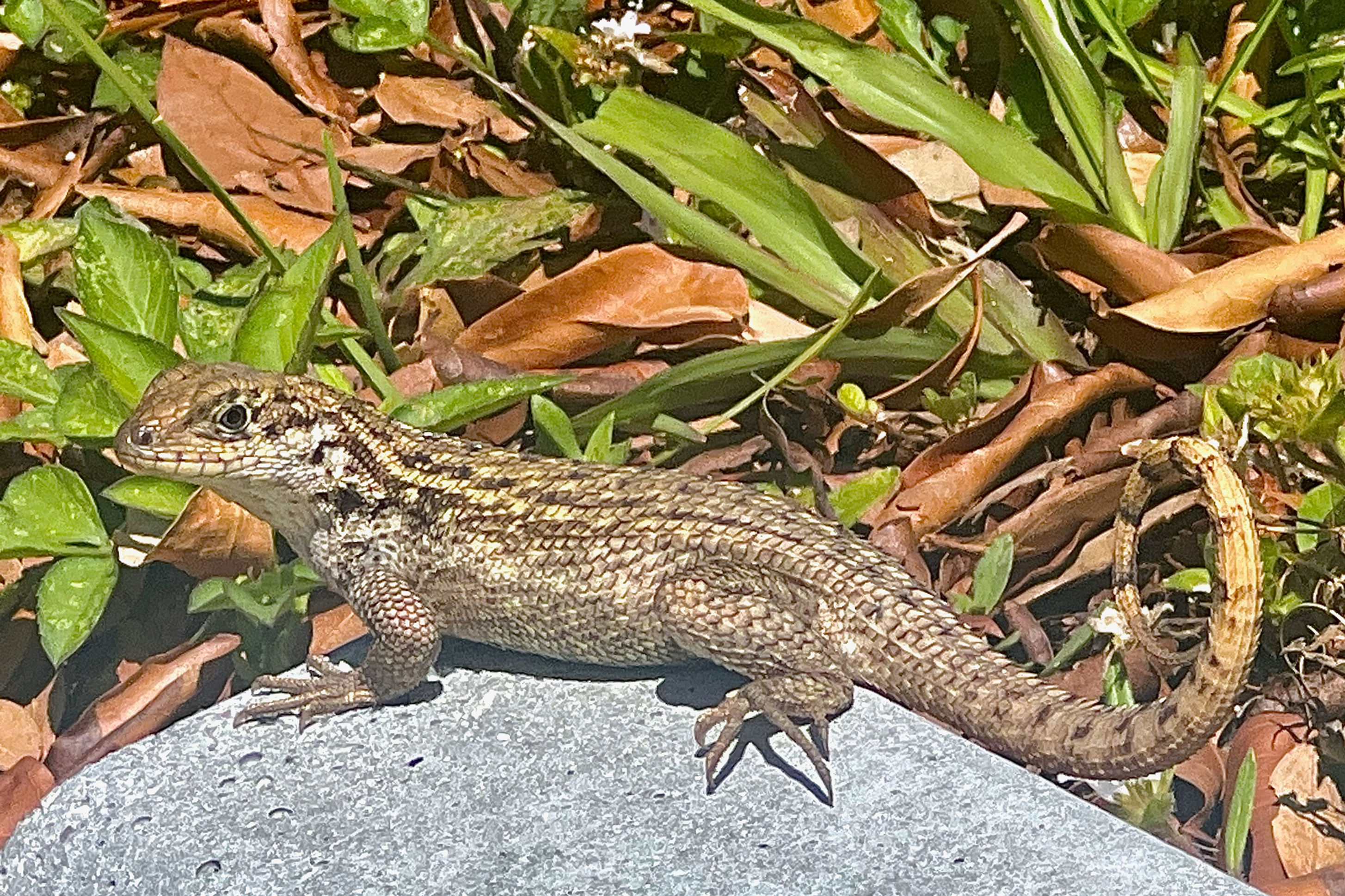 Northern Curly Tailed Lizard