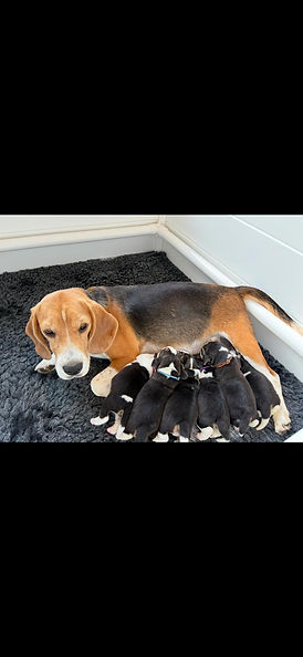 Afbeelding van WhatsApp op 2025-11-05 om 12.56.42_c3b4f0ac.jpg