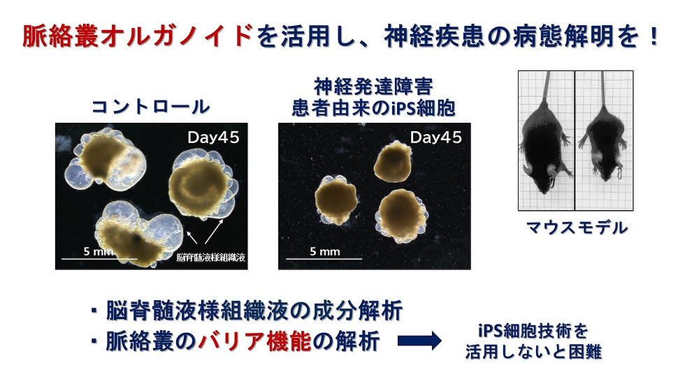 Organoid.jpg
