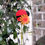 Thumbnail: Ladybug Plant Picks - Set of 2