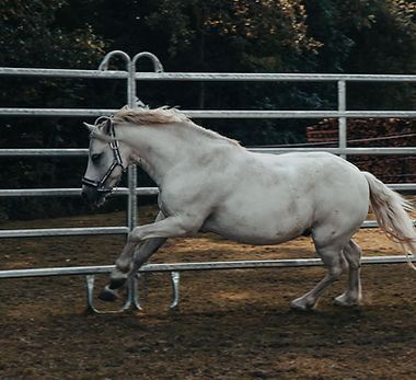 Schulpony Vranjo