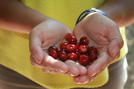 Coffee Beans, Costa Rica
