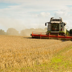 WEATHER PUTS A DAMPENER ON WHEAT HARVEST