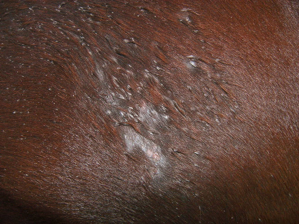 Thumbnail: W/S SKIN REPAIR WASH