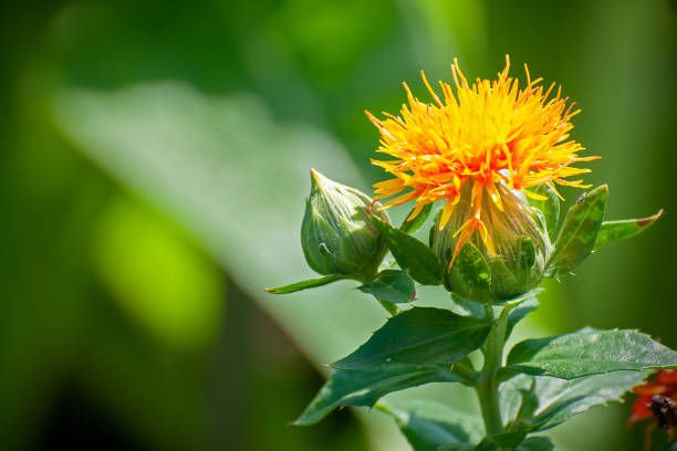 Fiore di Cartamo