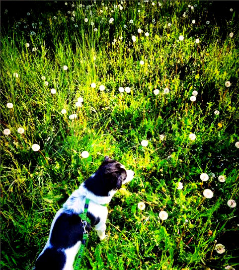 Il mio cane tra i soffioni di Tarassaco