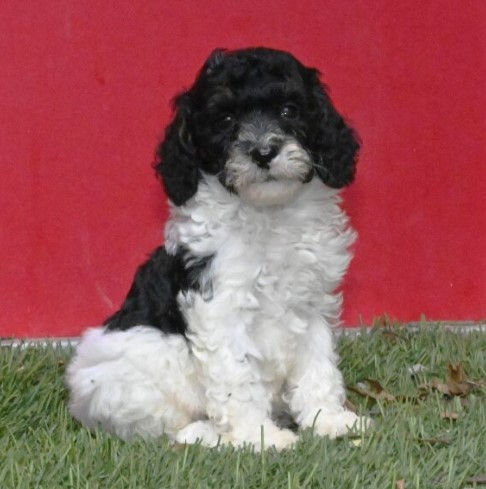 Miniatura: French Poodle Domino miniatura