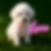 French Poodle blanco miniatura