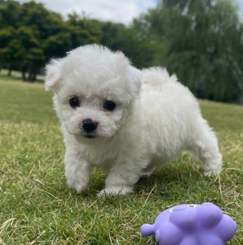 Miniatura: French Poodle blanco miniatura