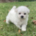 Miniatura: French Poodle blanco miniatura