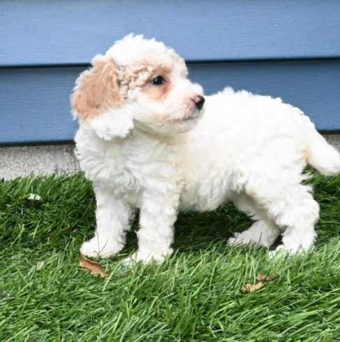 Miniatura: French Poodle Domino miniatura